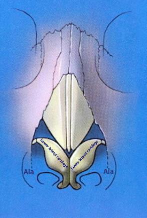 Nasal tip anatomy showing where the lower lateral crural cartilages are located