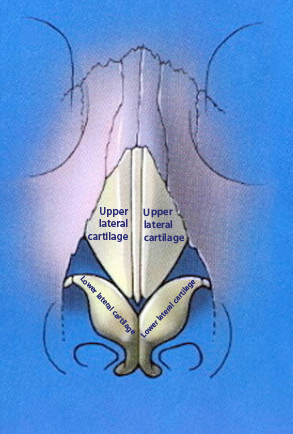 Upper lateral cartilage and lower lateral cartilage anatomy